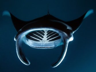 Manta Ray Moonlight Night Snorkel in Keauhou – Kona f-11