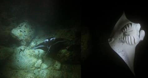 Manta Ray Moonlight Night Snorkel in Keauhou – Kona f-2