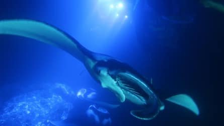 Manta Ray Moonlight Night Snorkel in Keauhou – Kona f-5