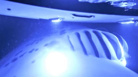 Manta Ray Moonlight Night Snorkel in Keauhou – Kona f-6