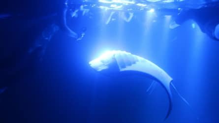 Manta Ray Moonlight Night Snorkel in Keauhou – Kona f-7