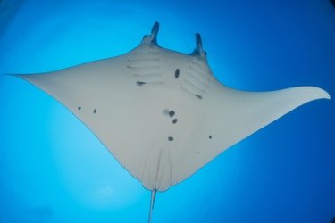 Manta Rays Swim At The Tubbataha Reefs Philippines Amazing Anima