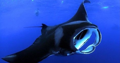 Manta Ray Night Adventure f-1