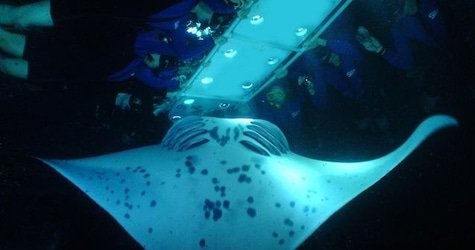 Manta Ray Night Adventure f-2