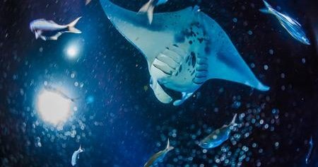 Manta Ray Night Charter f-1