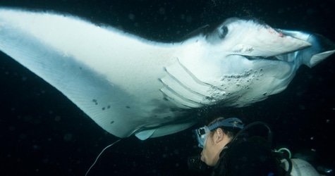 Manta Ray Night Charter f-2