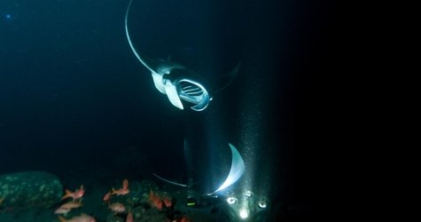 Manta Ray Night Charter f-3