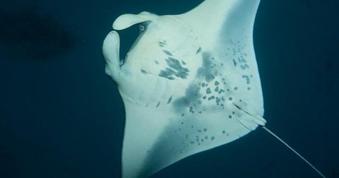 Manta Ray Night Charter f-4