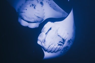 Manta Ray Night Snorkel Maheli Heli f-2