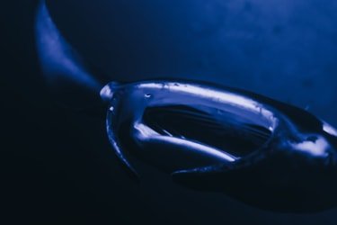 Manta Ray Night Snorkel Maheli Heli f-3