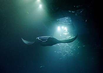 Mid-Pacific Manta Ray Night Snorkel f-1