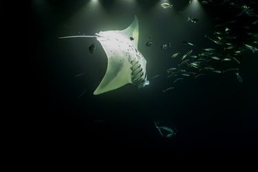 Mid-Pacific Manta Ray Night Snorkel f-3