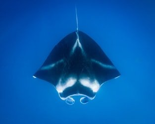 Mid-Pacific Manta Ray Night Snorkel f-5