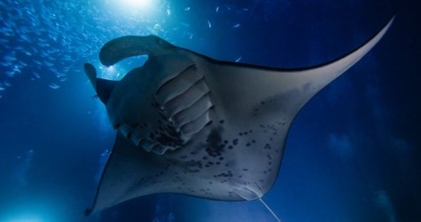 Night Manta Ray Snorkeling Tour f-3