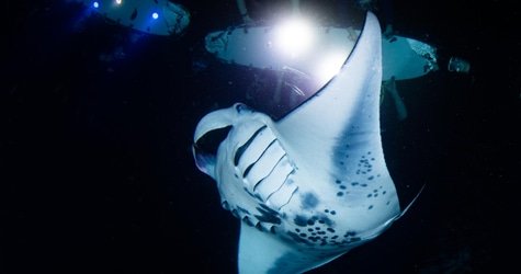 Night Manta Ray Snorkeling Tour f-4