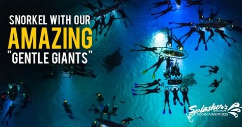 Night Manta Ray Snorkeling Tour f-5