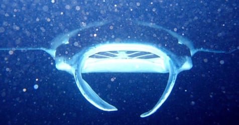 Night Manta Ray Tour Departs Keauhou Bay f-2