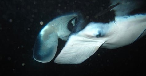 Night Manta Ray Tour Departs Keauhou Bay f-3