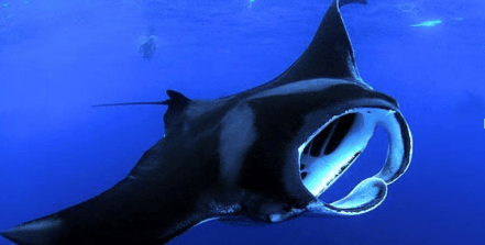 Private Manta Ray Night Adventure f-1