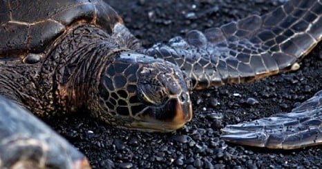 Punalu’u Black Sand Beach Tour – Hilo Discovery and Volcanoes National Park Explorer f-1