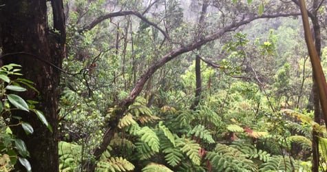 SHARED Big Island Big Volcano Adventure f-6