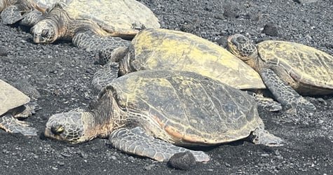 SHARED Big Island Big Volcano Adventure f-7