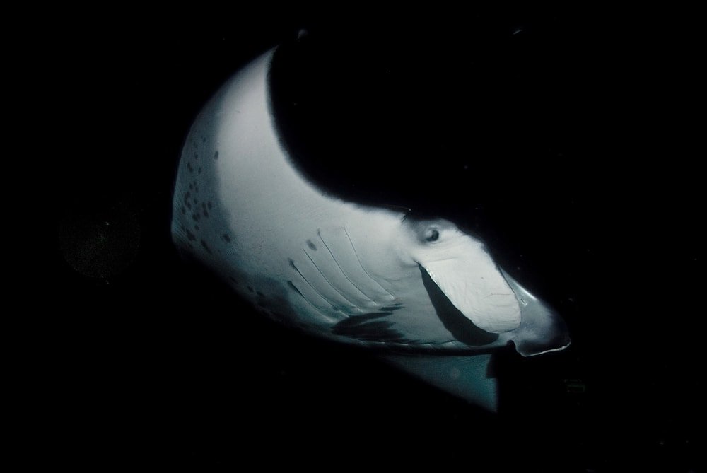 Sunset Cruise and Dusk Manta Ray Encounter f-1