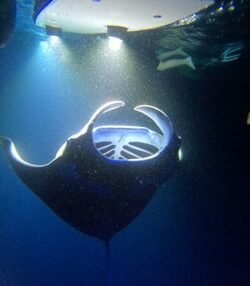 Sunset Manta Ray Snorkel f-6