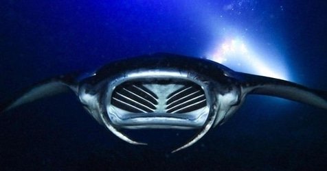 Sunset, Mantas, and Stargazing Private Charter f-1