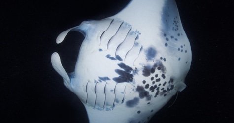 Sunset, Mantas, and Stargazing Private Charter f-2