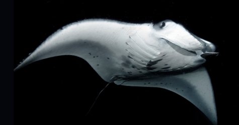 Sunset, Mantas, and Stargazing Private Charter f-3