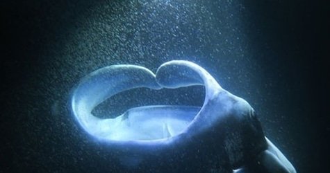 Sunset, Mantas, and Stargazing Private Charter f-4