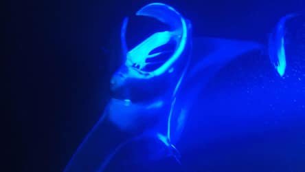 Sunset Paddle & Manta Ray Experience f-3