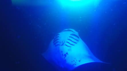 Sunset Paddle & Manta Ray Experience f-4