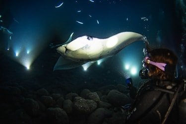 The Kona Manta Ray Night Experience One Tank Dive or Snorkel Charter f-4