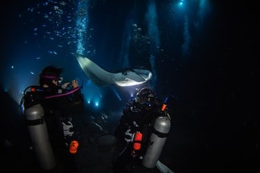 The Twilight Reef & Kona Manta Ray Experience Two Tank Charter f-4