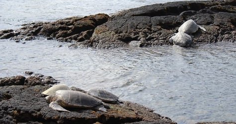 Ultimate Hilo Volcano Tour f-8