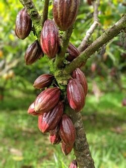 Volcano, Chocolate & Waterfalls – Private Ohana Outing f-10