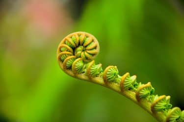 Volcano National Park Adventure from Waikoloa f-5