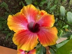 Volcano National Park Adventure from Waikoloa f-7