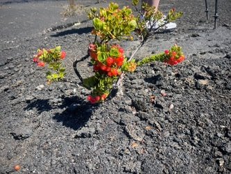 Volcanoes National Park Guided Hike – Small Group Hike f-8