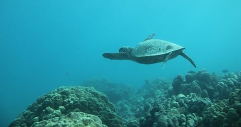 2-Hour Guided Kayak + Beach Time f-2