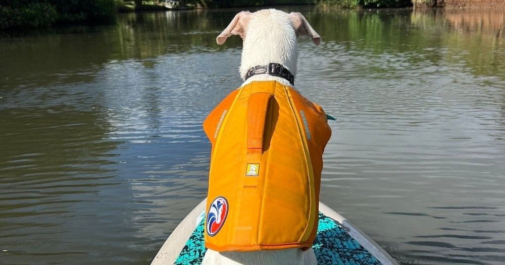 Dog Surfing Experience - North Shore f-1