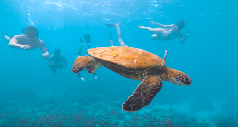 Ko Olina Four Seasons Snorkel f-1