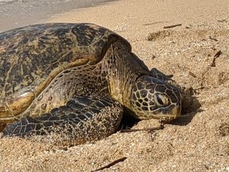 North Shore Adventure Tour f-4