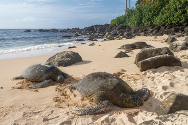 PRIVATE Circle Island Tour of Oahu f-10