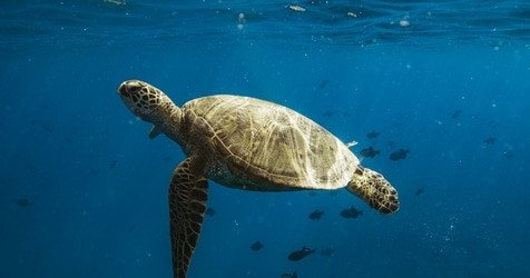 Private Catamaran Cruise & Snorkeling Keanuenue f-1