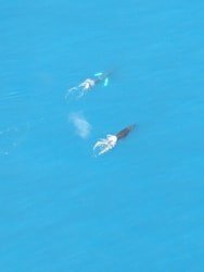 Private Kauai Helicopter Tour f-10