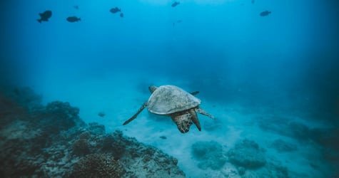 Semi-Private Turtle Snorkel & Catamaran Cruise f-2