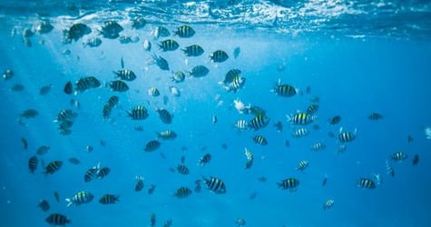 Semi-Private Turtle Snorkel & Catamaran Cruise f-5